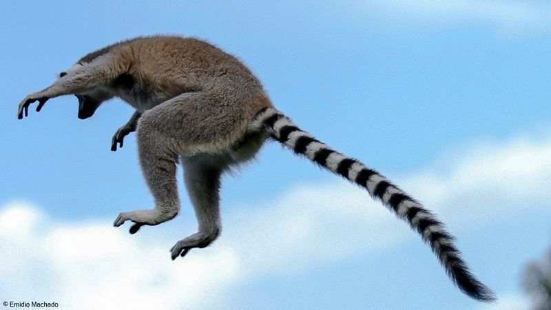 Lemur catta_EM-0061211.jpg