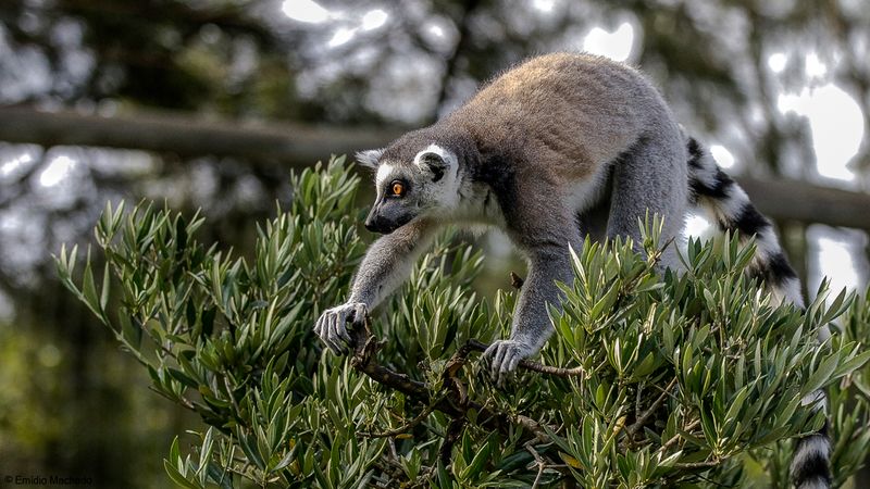 Lemur catta_EM-0061245.jpg