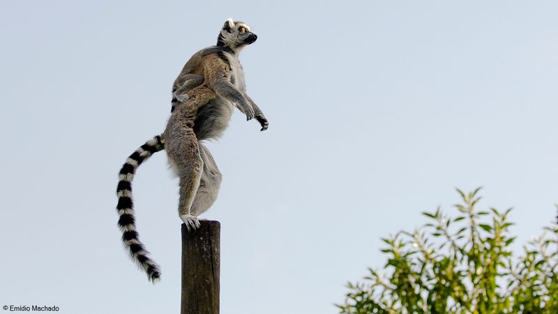 Lemur catta_EM-0061281.jpg