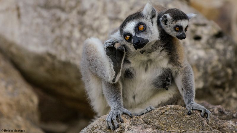 Lemur catta_EM-0061307.jpg