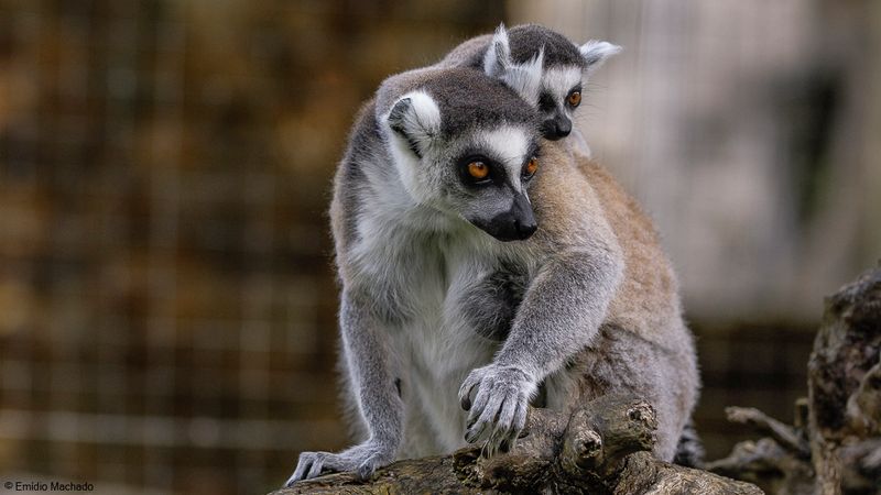 Lemur catta_EM-0061315.jpg