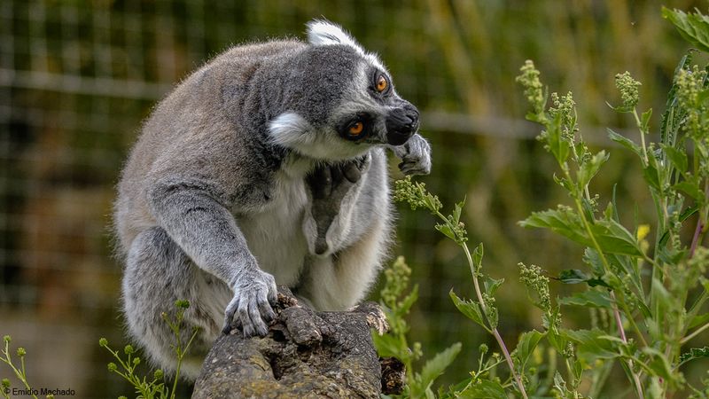 Lemur catta_EM-0061316.jpg