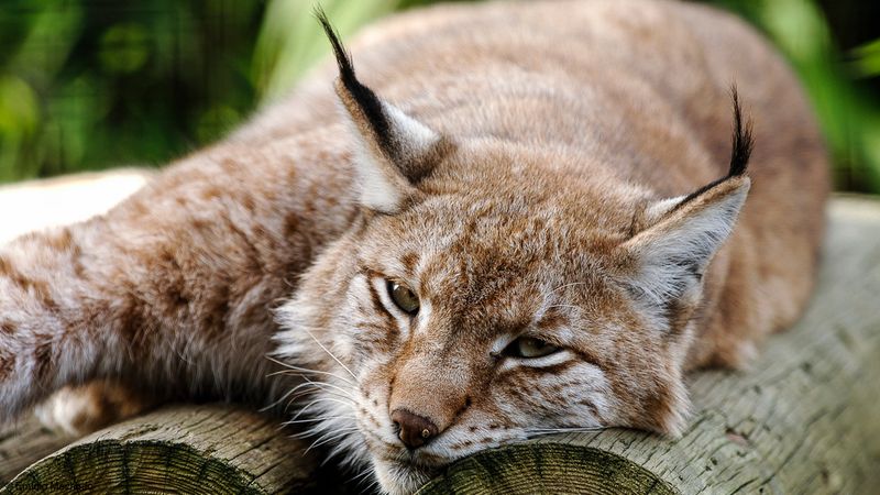 Lince Europeu_EM-0063785.jpg