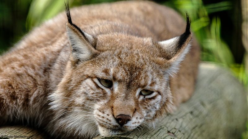 Lince Europeu_EM-0063787.jpg