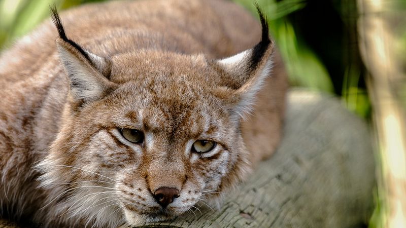 Lince Europeu_EM-0063788.jpg