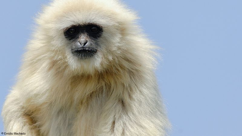 Macaco_EM-0060515.jpg