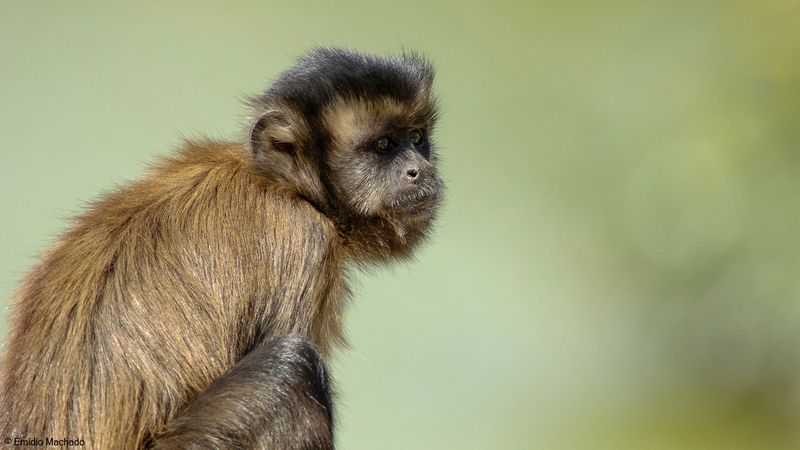 Macaco_EM-0062506.jpg