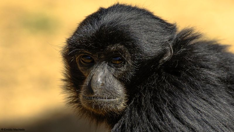 Macaco_EM-0062579.jpg