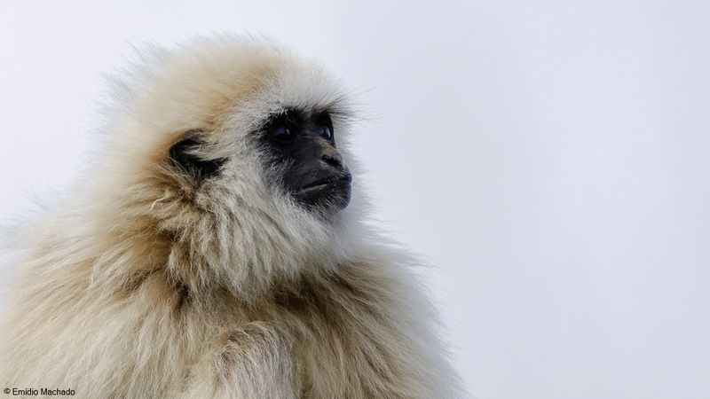 Macaco_EM-0064729.jpg