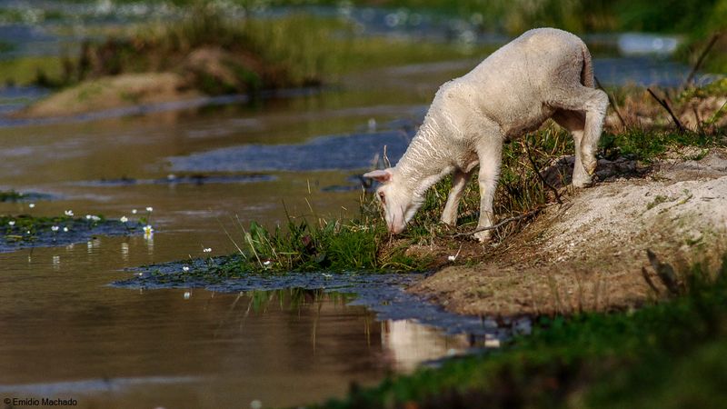 Ovis aries _EM-0068974.jpg