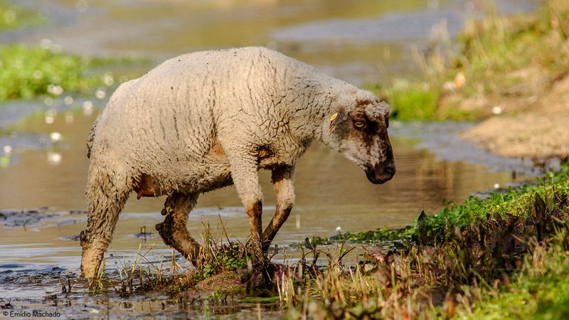 Ovis aries _EM-0069004.jpg