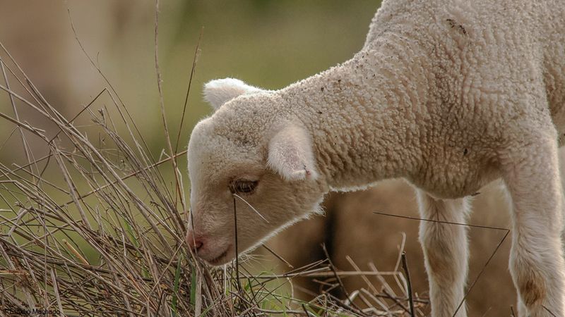 Ovis aries _EM-0069058.jpg