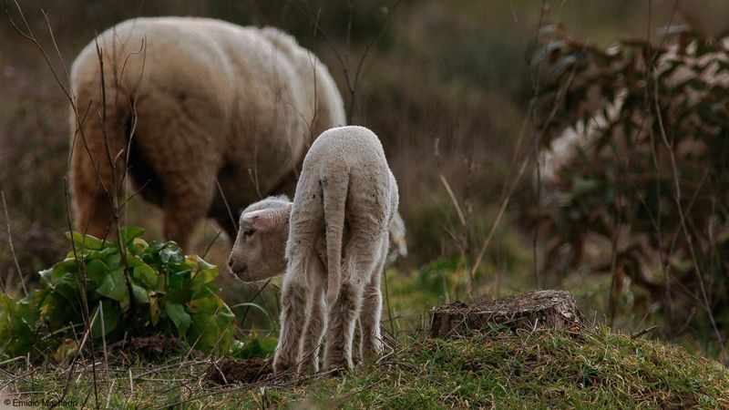 Ovis aries _EM-0069071.jpg