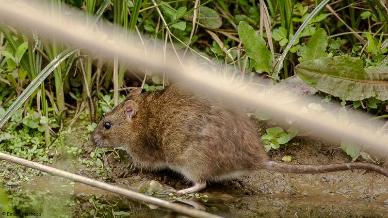 Rattus norvegicus_EM-0062026.jpg