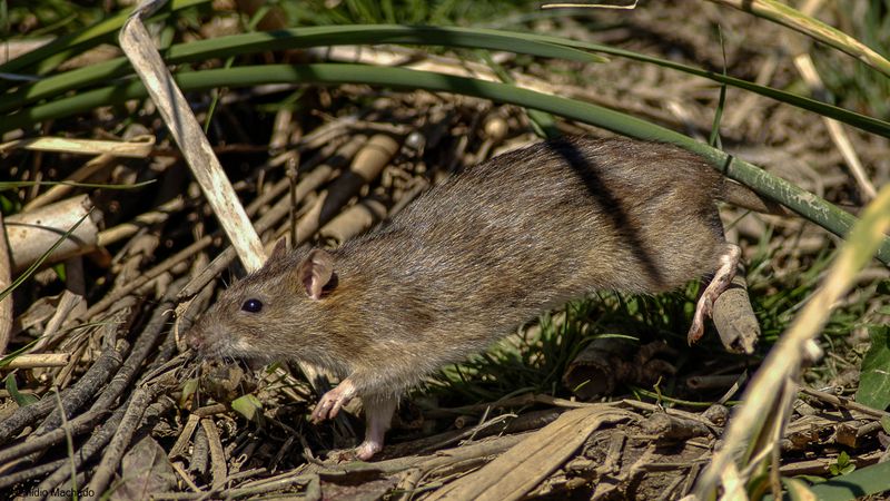 Rattus norvegicus_EM-0064351.jpg