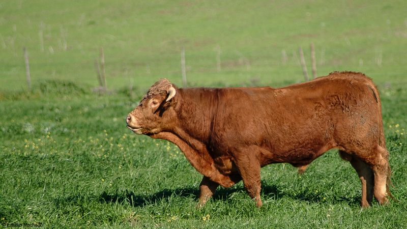 Bos taurus EM-4567.jpg