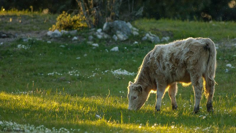 Bos taurus EM-0061816.jpg