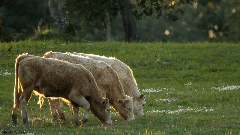 Bos taurus EM-0061826.jpg