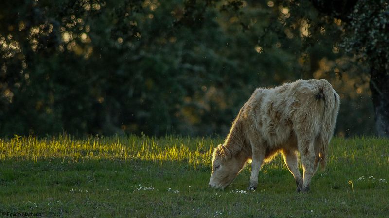 Bos taurus EM-0061839.jpg