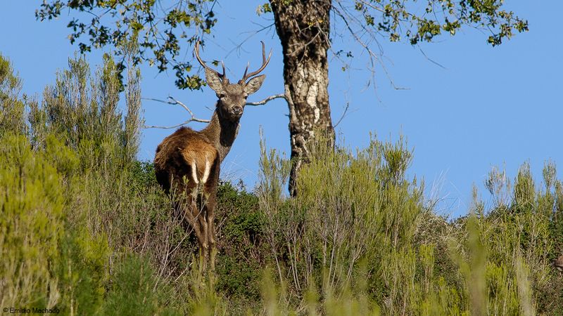 Cervus elaphus _EM-0089582.jpg