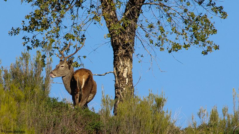 Cervus elaphus _EM-0089594.jpg