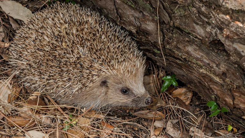 Erinaceus europaeus _EM-92552.jpg