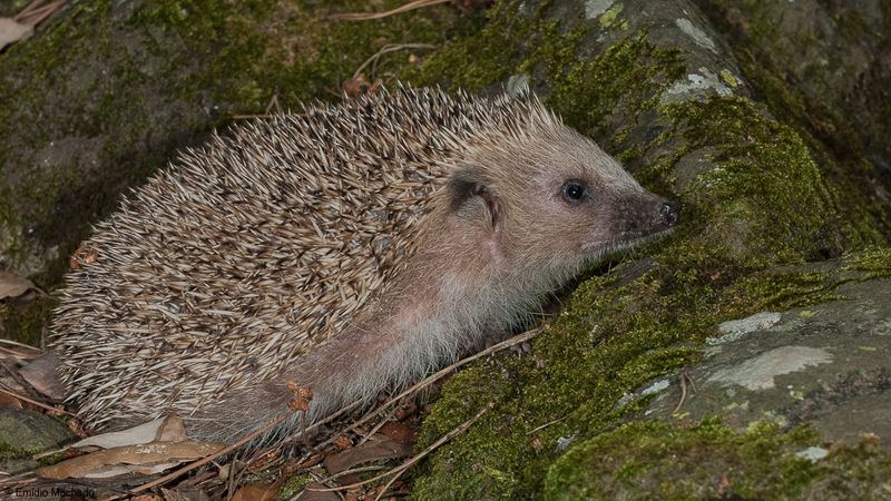 Erinaceus europaeus _EM-92602.jpg