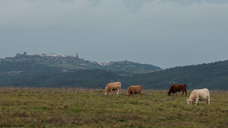 Alentejo_EM-92933.jpg