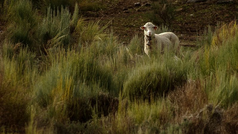 Alentejo_EM-0558162.jpg