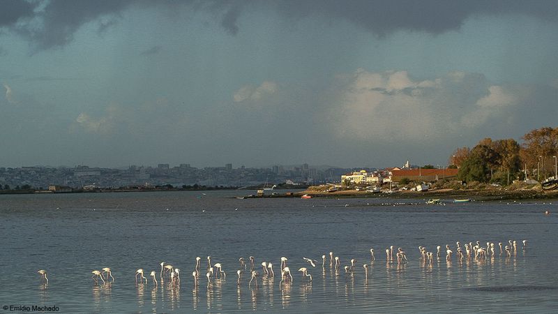 Estuario do Tejo_EM-3185.jpg
