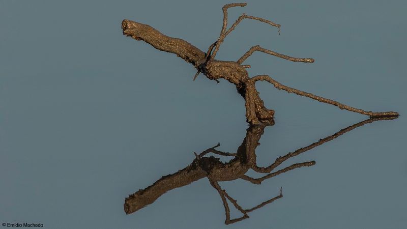Estuario do Tejo_EM-91660.jpg