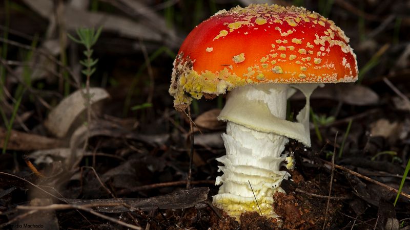 Amanita muscaria EM-99286.jpg