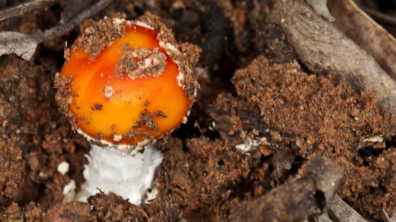 Amanita muscaria EM-99295.jpg