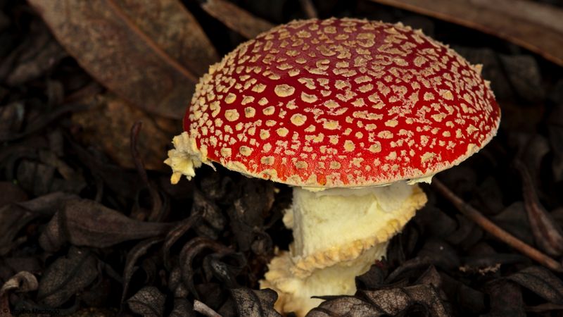 Amanita muscaria EM-99327.jpg