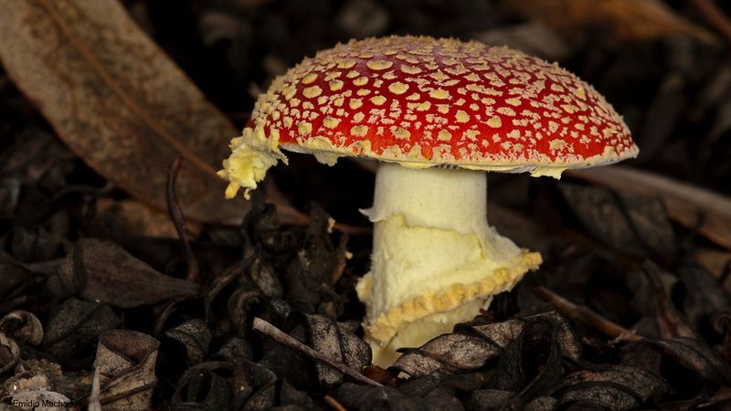 Amanita muscaria EM-99329.jpg