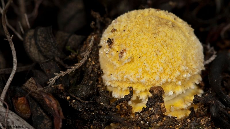 Amanita muscaria EM-99334.jpg