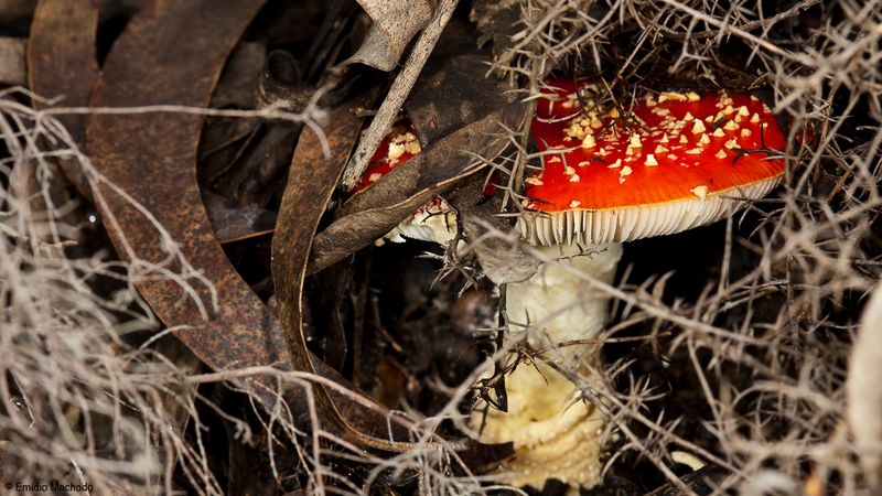 Amanita muscaria EM-99338.jpg