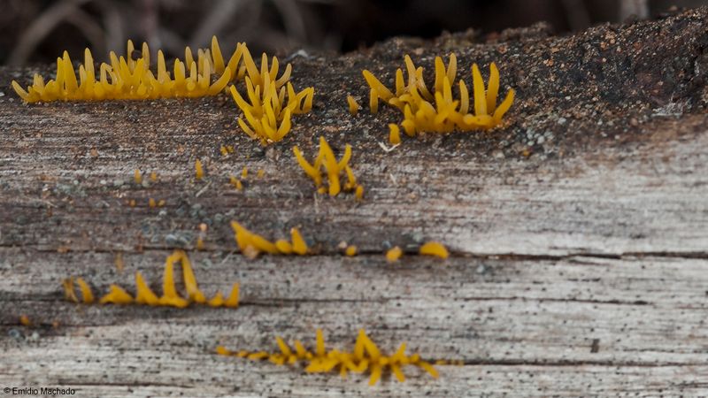 Calocera cornea_EM-99235.jpg