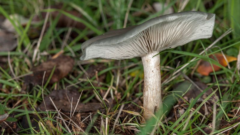 Clitocybe odora_EM-97537.jpg