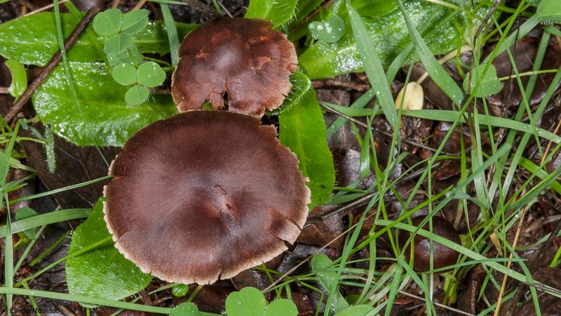 Cortinarius sp413_EM-97374.jpg