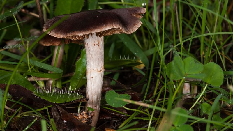 Cortinarius sp413_EM-97377.jpg