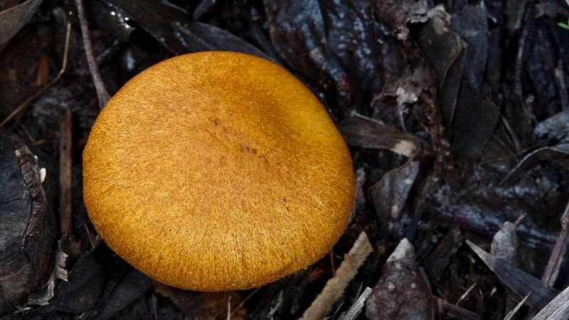Gymnopilus junonius_EM-99150.jpg