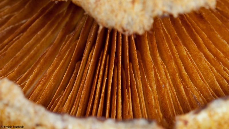 Gymnopilus junonius_EM-99156.jpg
