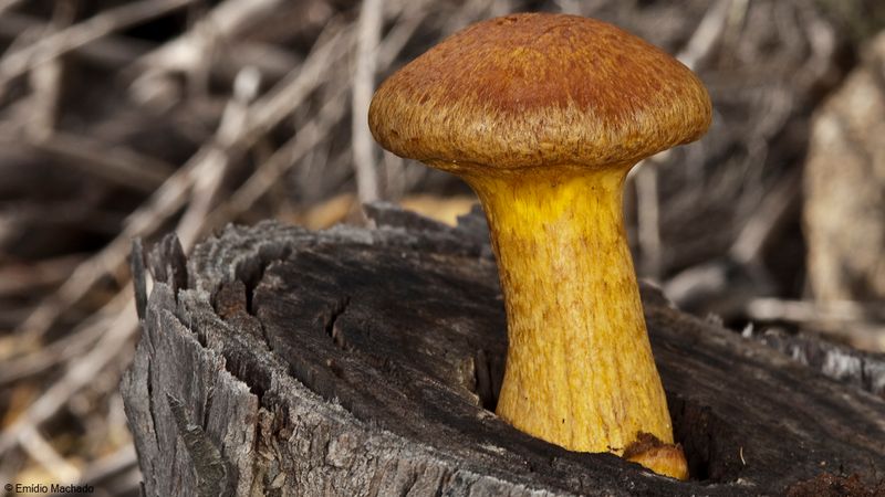 Gymnopilus junonius_EM-99313.jpg