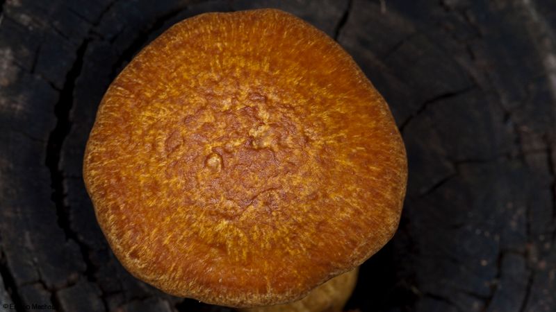 Gymnopilus junonius_EM-99314.jpg