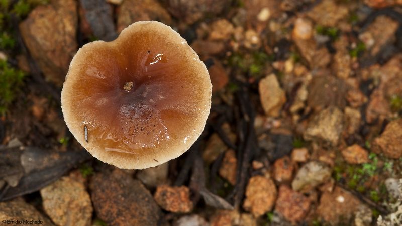 Hebeloma sp_EM-99187.jpg