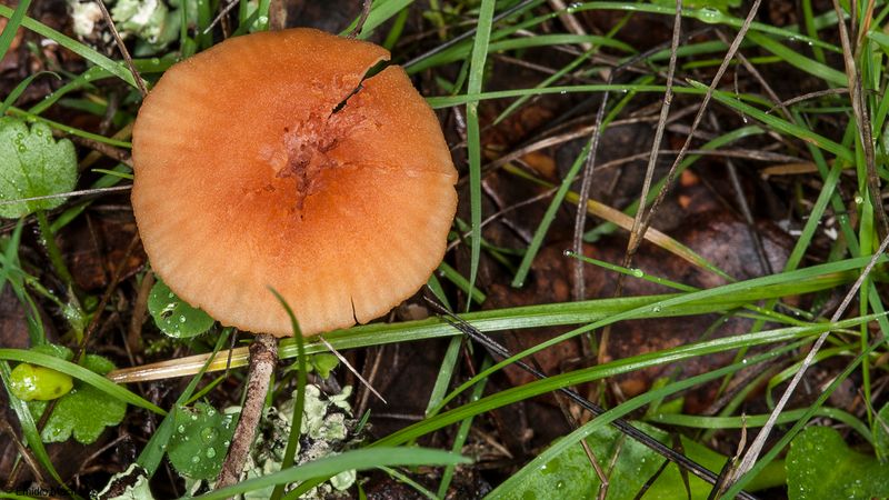 Laccaria laccata_EM-97358.jpg