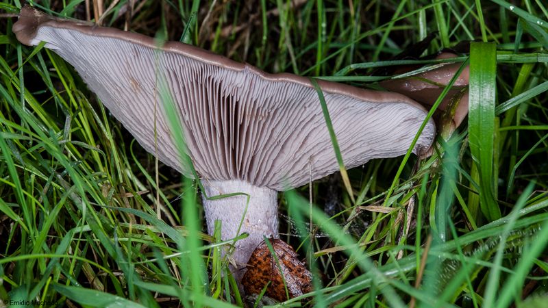 Lepista nuda_EM-97355.jpg