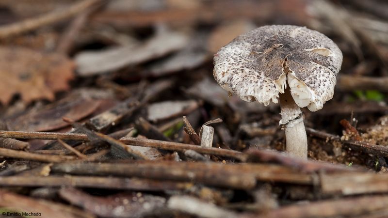 Leucoagaricus melanotrichus_EM-99408.jpg