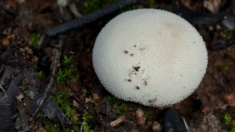 Lycoperdon excipuliforme_EM-99272.jpg